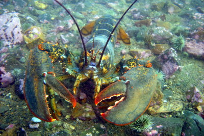Fiesty lobster at customs beach