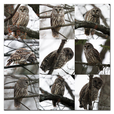 Owl 256