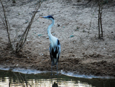 Brazil's Pantanal, Paraguay and Uruguay