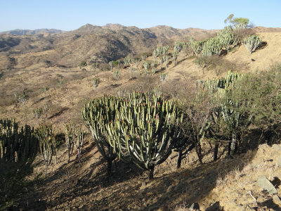 Cacti on a hillside
