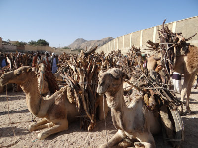 Camels and their wood piles