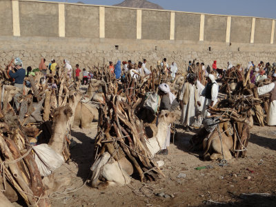 This is a wood market; camels loaded with wood ready for sale.