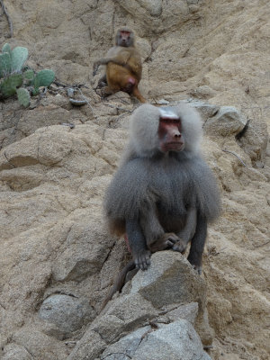 Baboons, hoping for a handout