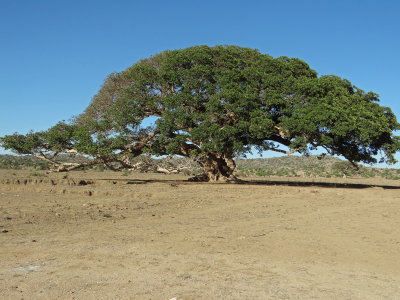 Eritrea's most famous tree:  Sycamore/fig