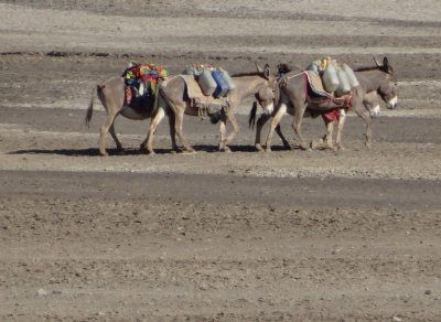 Donkey caravan