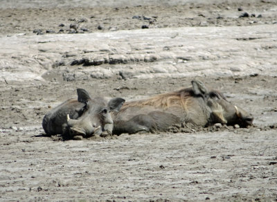Warthogs wallowing