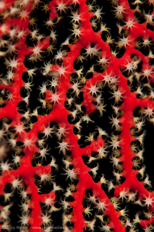 Red Pattern