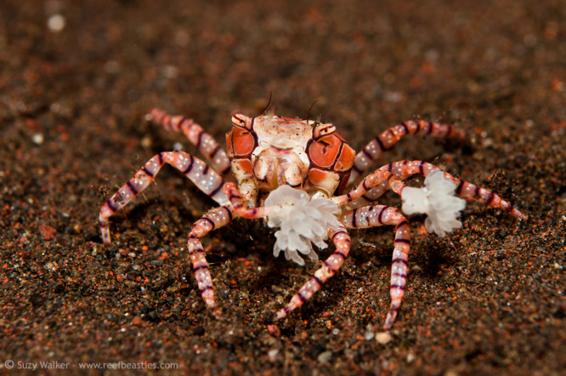 Boxer crab