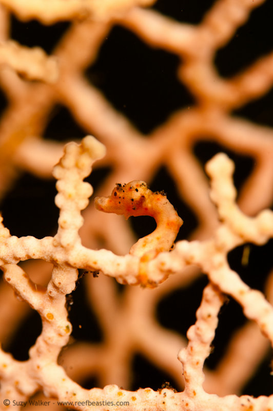 Pygmy seahorse