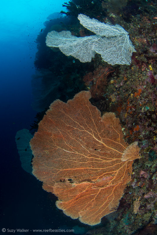 Huge Sea Fans