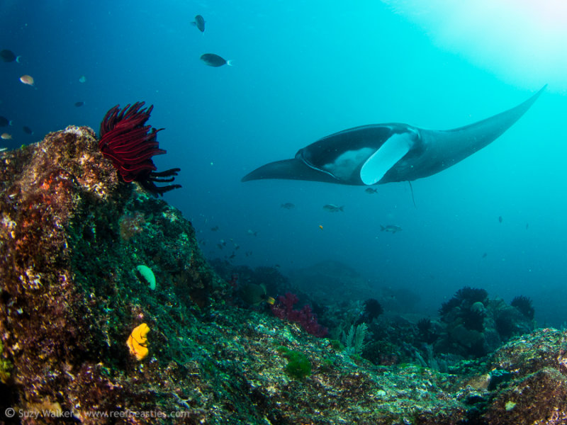 Manta on the reef