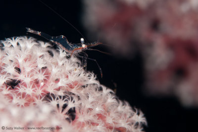 Shrimp in soft coral