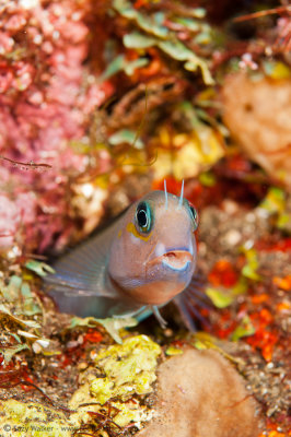 Blenny