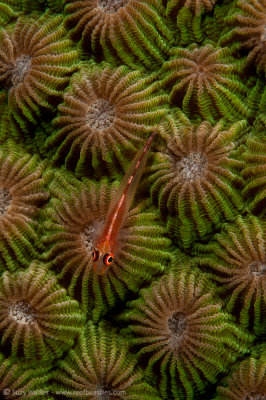 Goby on coral