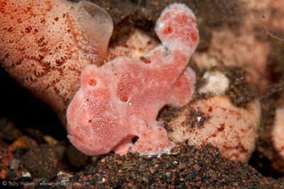 Tiny Pink Frogfish