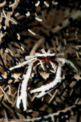 Squat Lobster