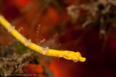 Yellow pipe fish