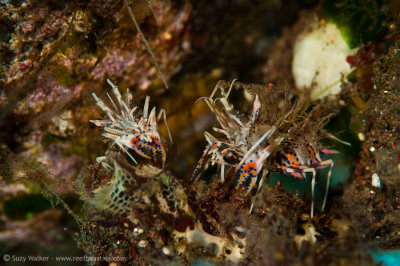 Tiger shrimp