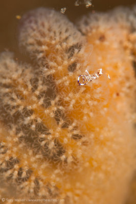 Tiny shrimp on a sea pen