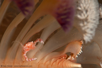 Crab feeding in a sea pen