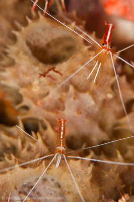 Two spiky cleaners