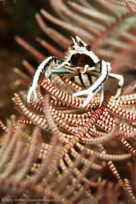 Squat Lobster