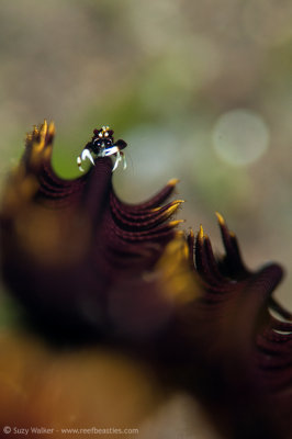 Tiny Crinoid Crab