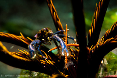 Blue Squat Lobster in a crinoid