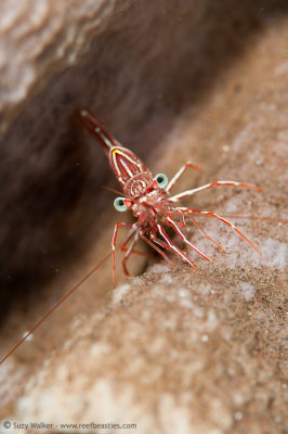 Hingbeak shrimp