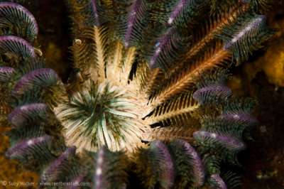 Curling crinoid