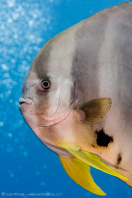 Friendly batfish