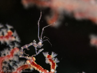 Skeleton Shrimp