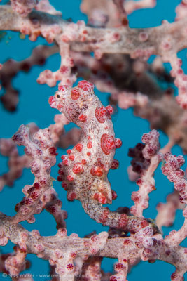 bargibanti pygmy seahorse