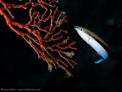 Cleaner Wrasse