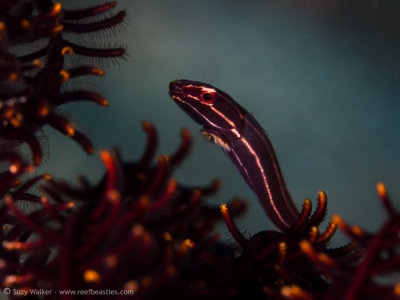 Crinoid cling fish