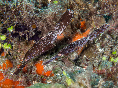 Robust Ghost Pipe fish