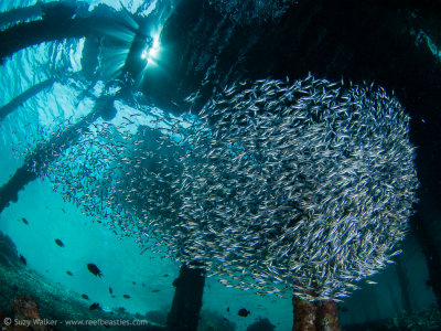 Fish under the Jetty