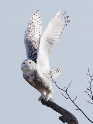 Harfang des neiges -- _Z0U8531 -- Snowy Owl