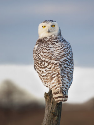 Harfang des neiges -- Snowy Owl