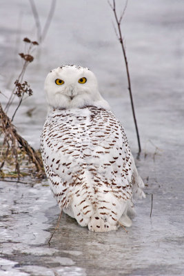 Harfang des neiges -- _Z0U0516 -- Snowy Owl