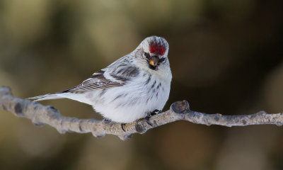 Sizerin blanchtre -- _E5H5059 -- Hoary Redpoll