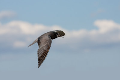 Guifette noire en vol --  Black Tern in flight