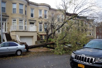 Young and old trees toppled