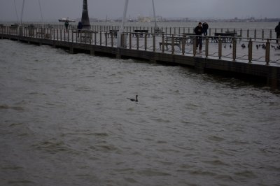 Cormorant going fishing