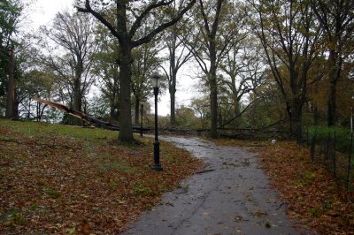 had one tree hitting another