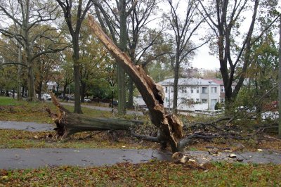 these were old trees