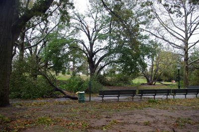 lots of trees damaged