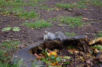 Homeless, yet fat squirrel