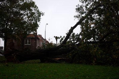 big tree