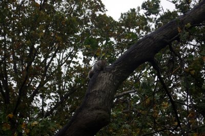Squirrel in his fallen home